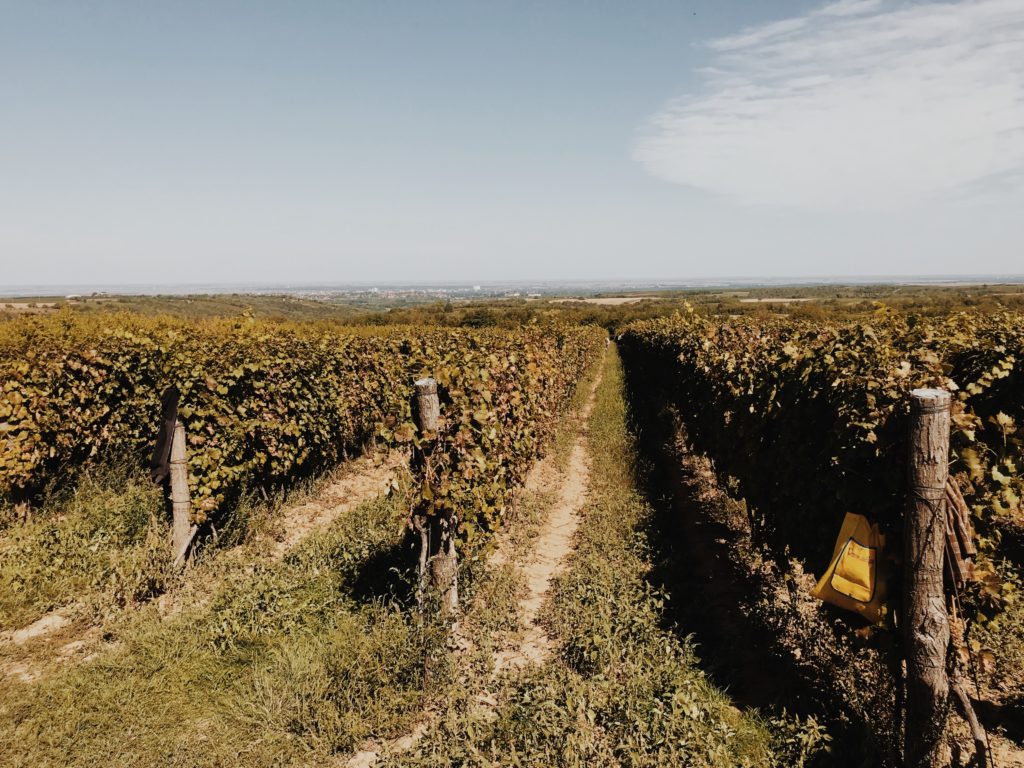 Aerial view, Ilok vineyard, landscape vineyard south west of Croatia, Europe