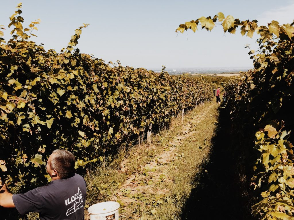 Hand picking red wine grapes during harvest