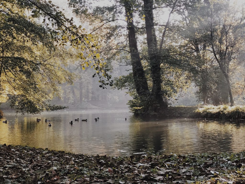 Fog tree river lake water reflection