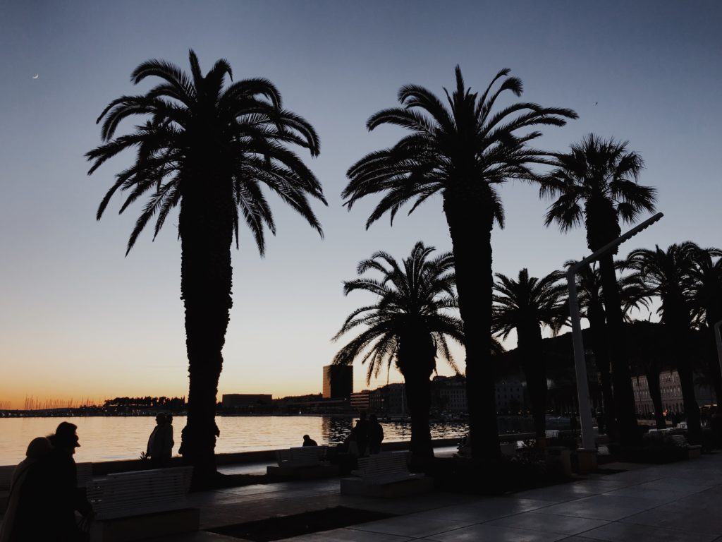 Sunset palm trees during summer in Croatia