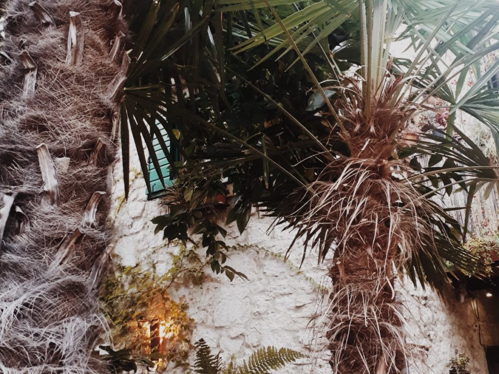 Palm Trees ambience