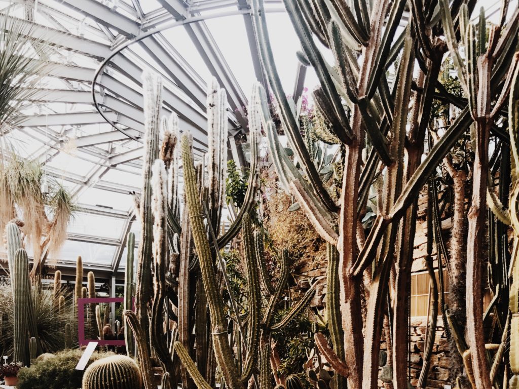 Cactus display in greenhouse, the tropical plants