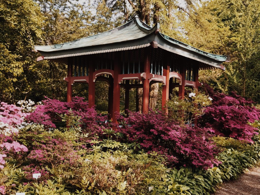 Japanese Garden Pavilion in spring season with japanese garden style