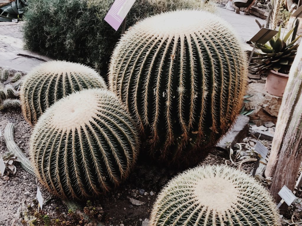 Cesar Manrique's Cactus Garden