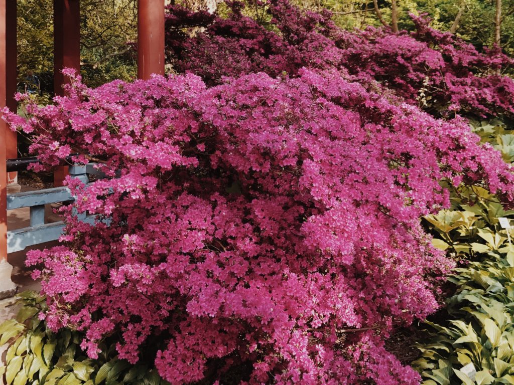 Pink Flowering Bush, Spring Nature