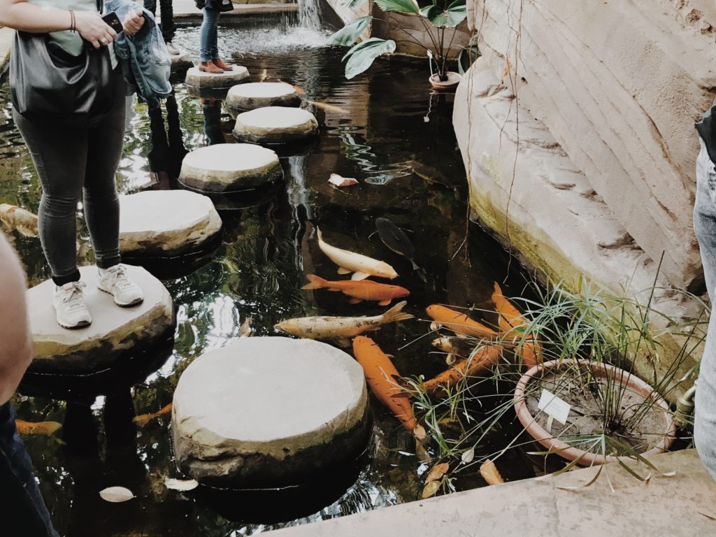 Botanical Garden Berlin fish