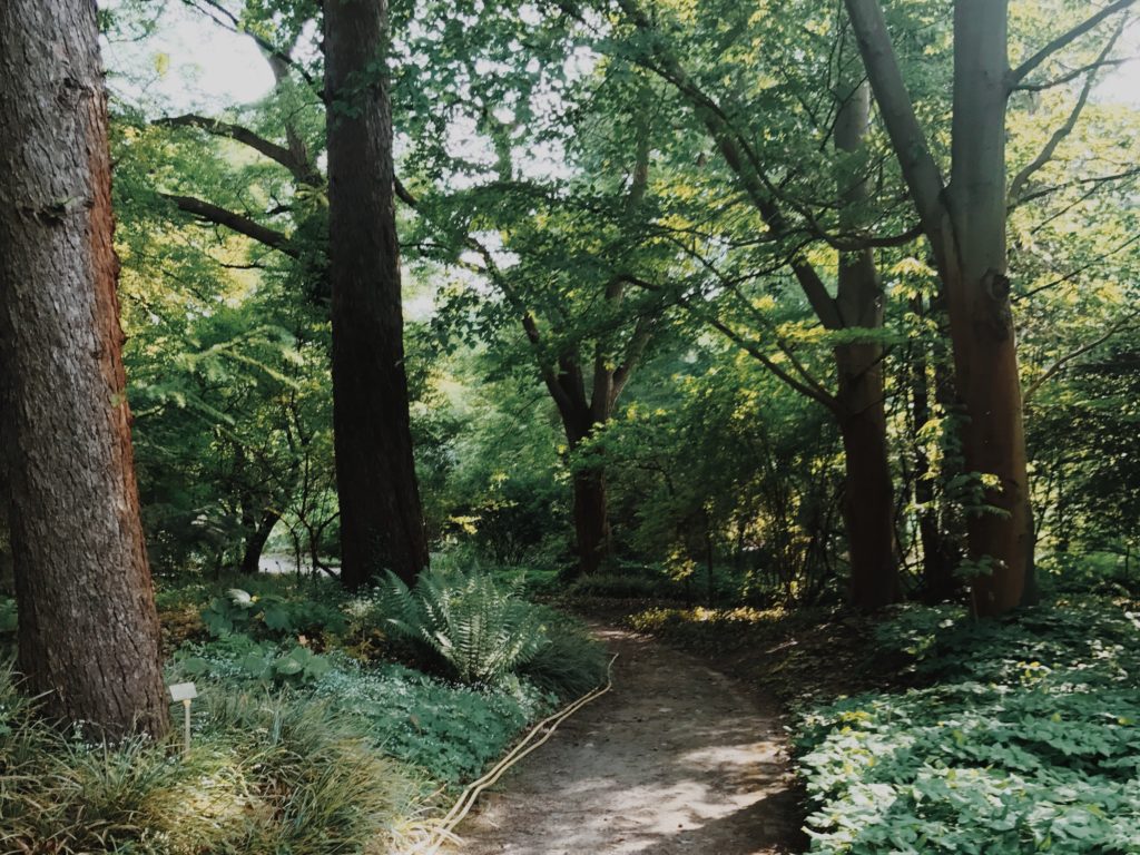 Botanical Garden Berlin forest