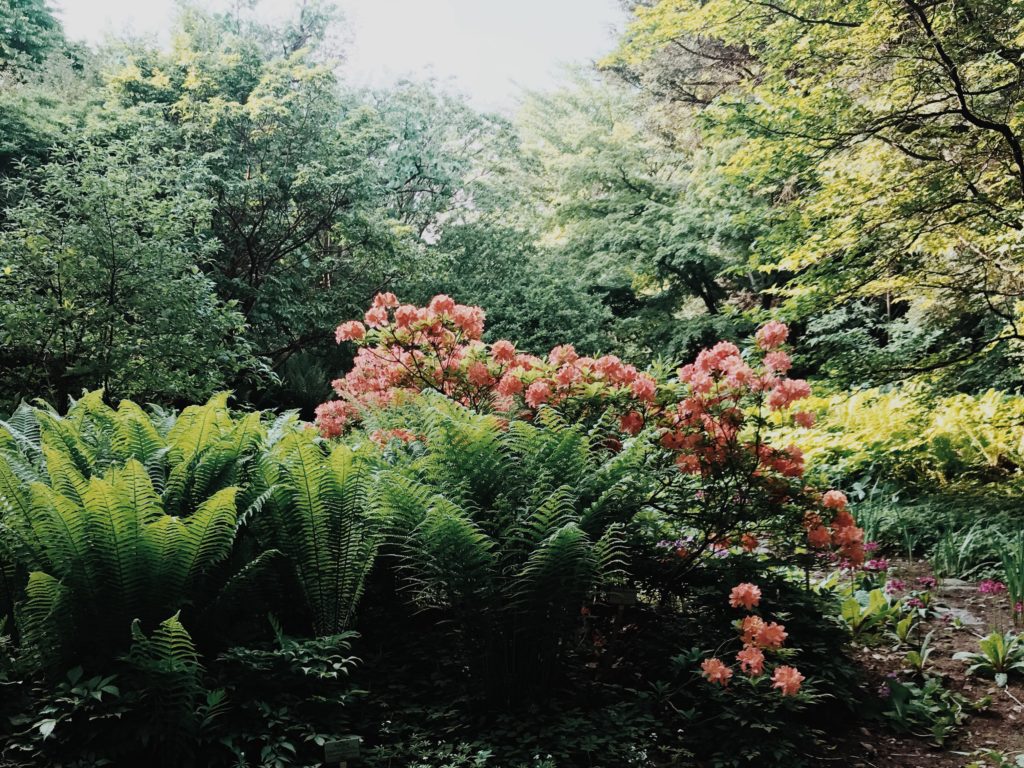 Botanical Garden Berlin flowers