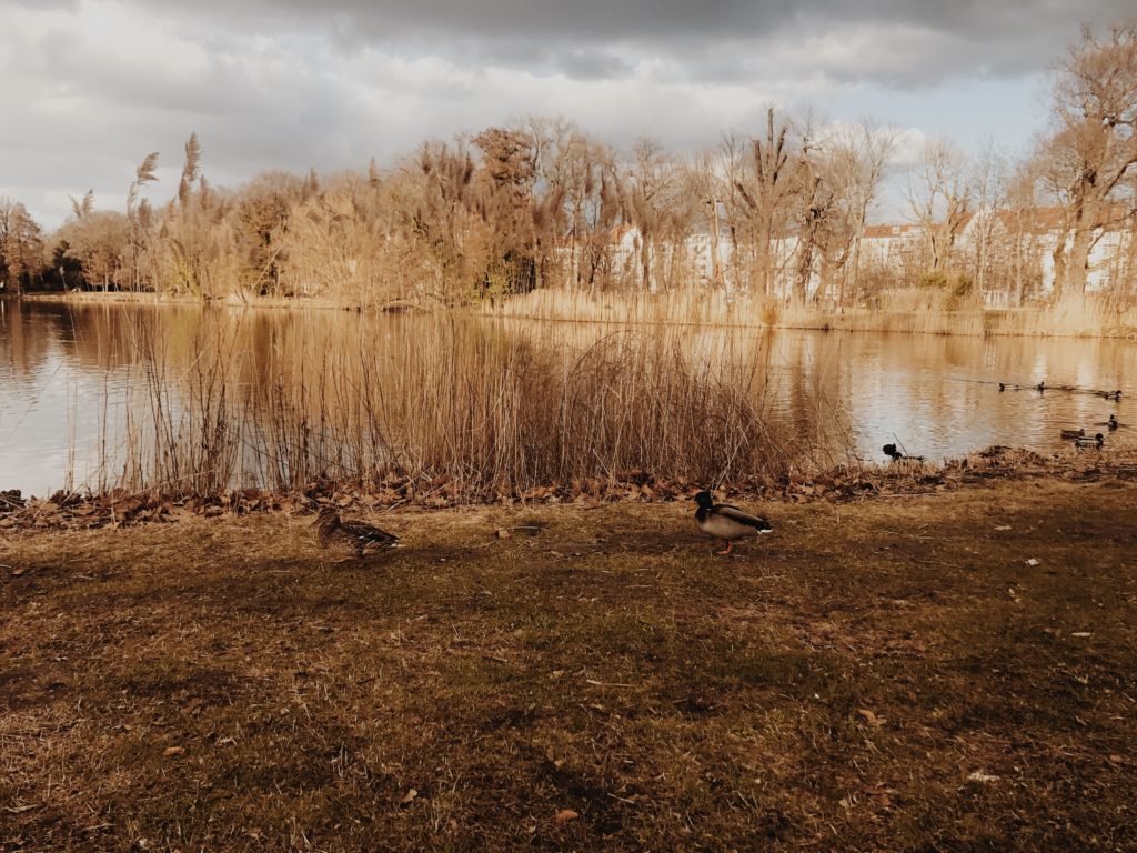 Duck Lake Nature Water Animal