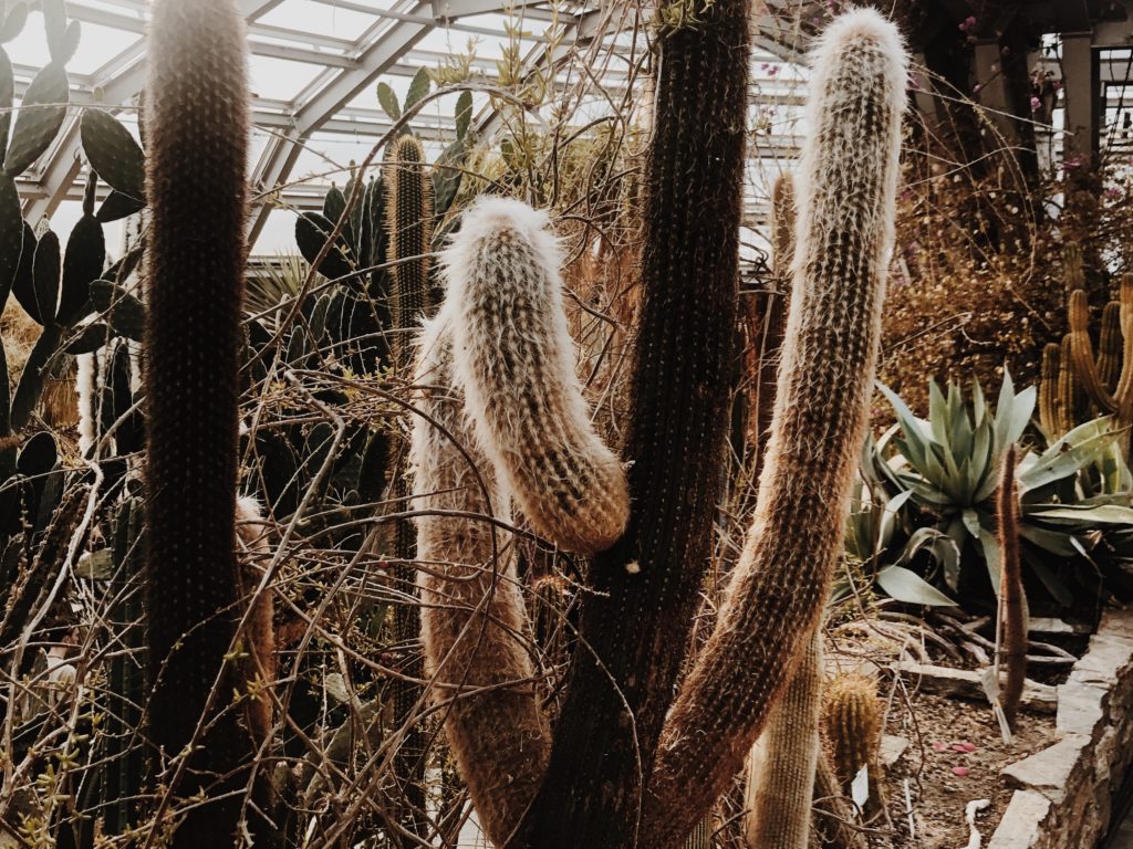 Variety of cacti displayed in the greenhouse