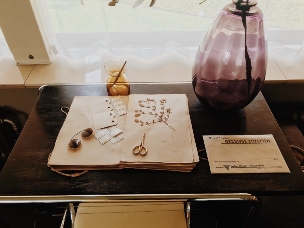 Collection of plants on table in Bauhaus house, Rotterdam, Netherlands