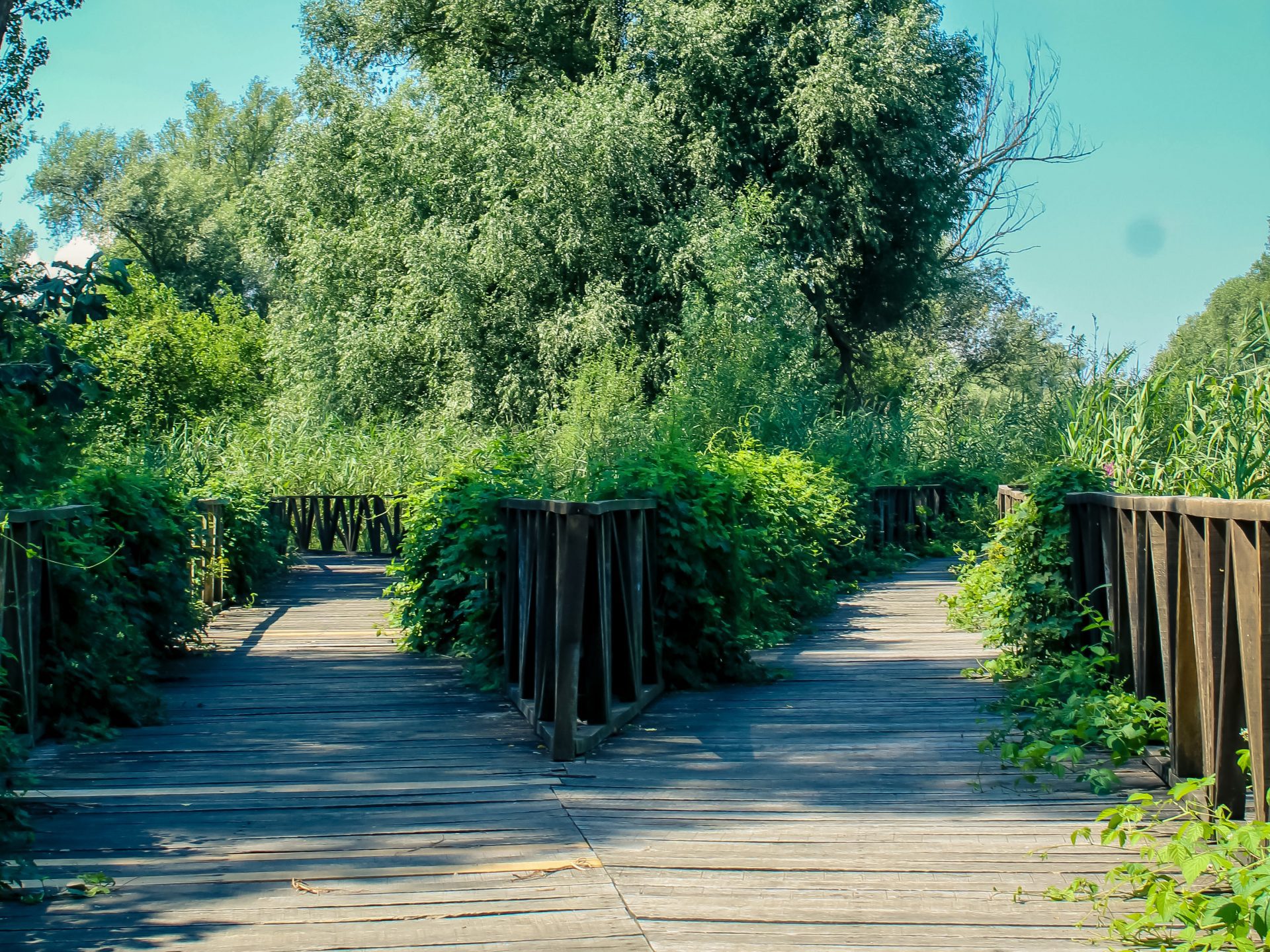Kopački rit nature park, one of the largest wetlands in Europe