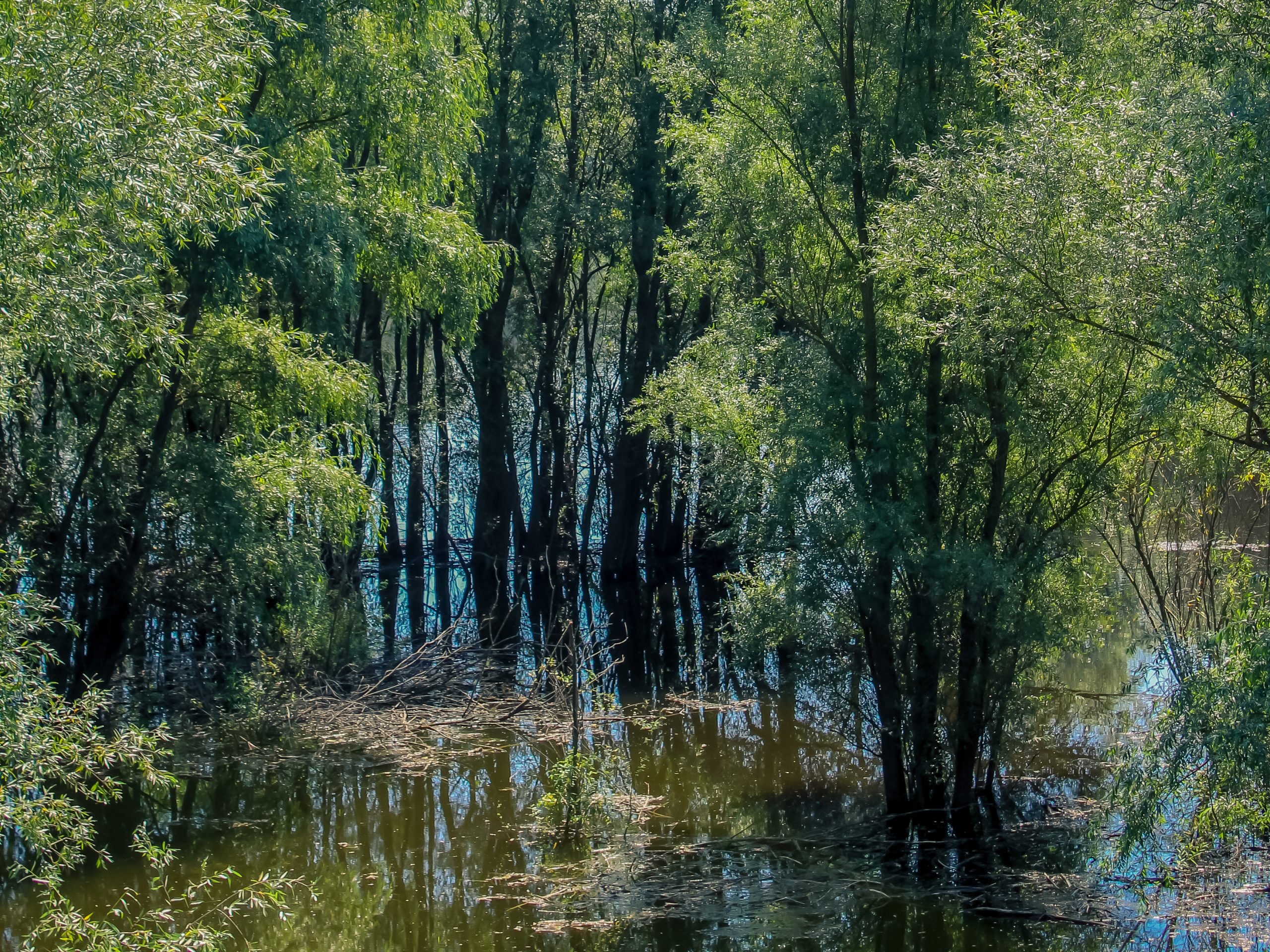 Kopački rit nature park, one of the largest wetlands in Europe