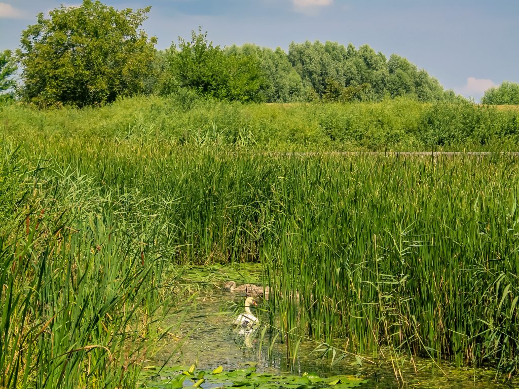 Water lily with duck, Kopački rit, Baranja, Croatia