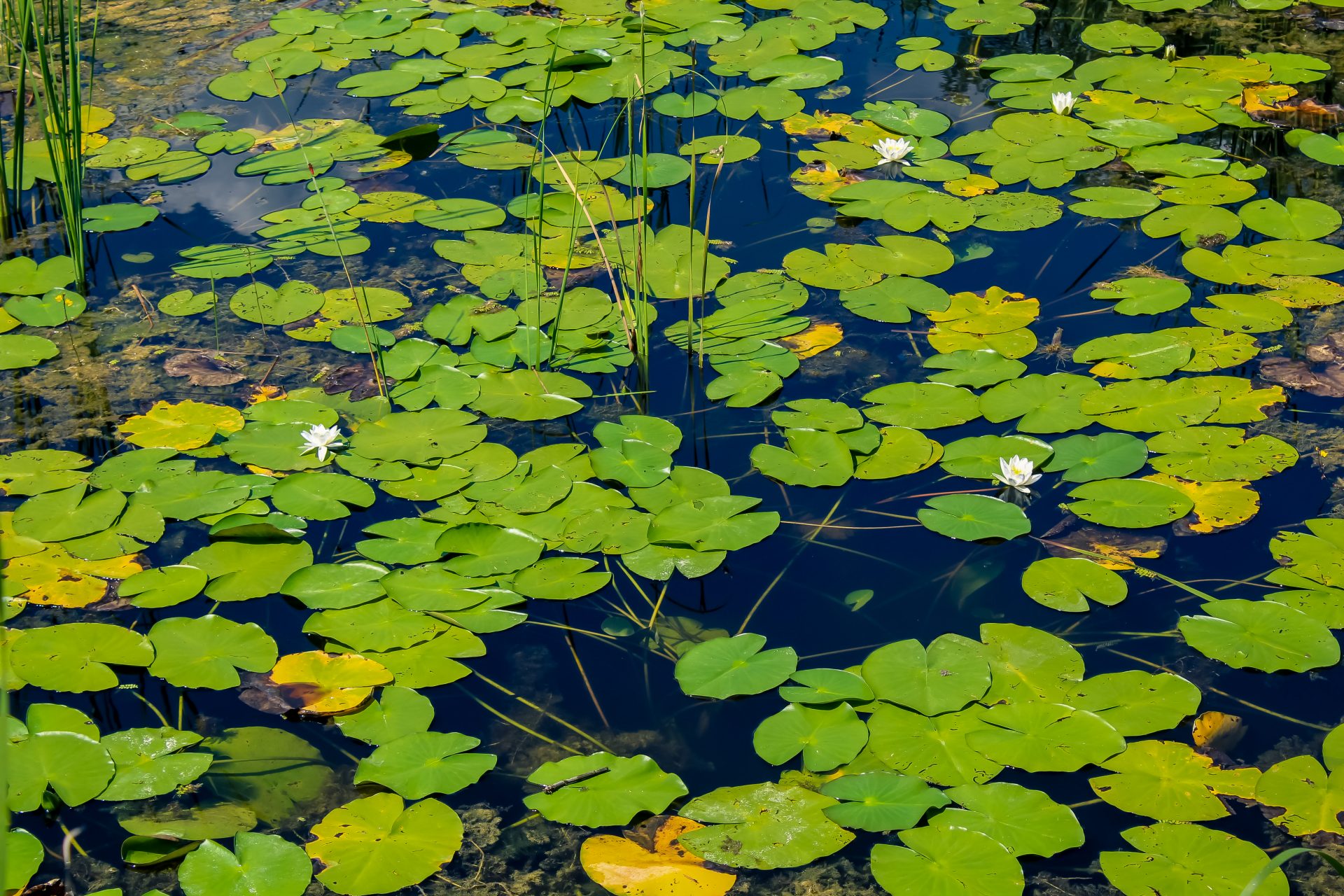 Kopački rit nature park, one of the largest wetlands in Europe